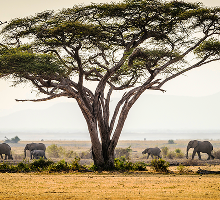 Tanzania